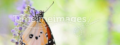 Plain tiger butterfly on romantic garden