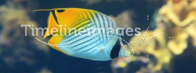Beautiful yellow tropical fish in the ocean