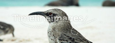 Galapagos Mockingbird closeup.