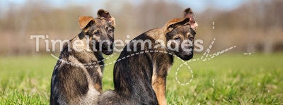Two German shepherd puppys