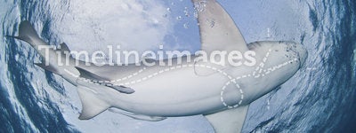Circling shark