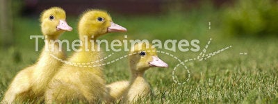 Three yellow ducks