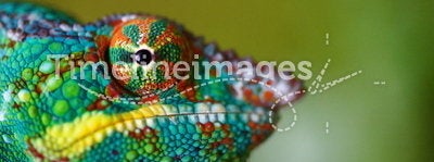 Panther chameleon eyeball