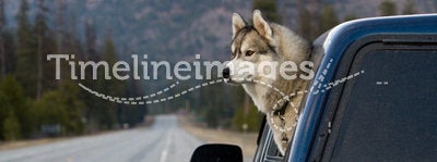 Dog sticking Head out of Truck