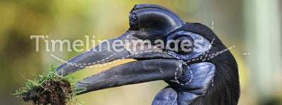 Ground Hornbill