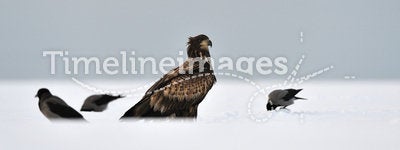 White-Tailed Eagle with crows