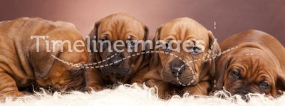 Cute dogs resting on white blanket