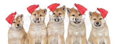 Puppies in Christmas caps on a white background