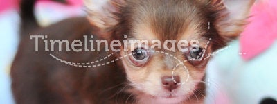 Cute brown chihuahua