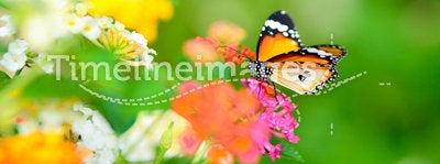 Joy of garden (butterfly)