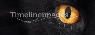 A cat's yellow eye in black