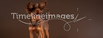 Russian toy terrier puppy with book
