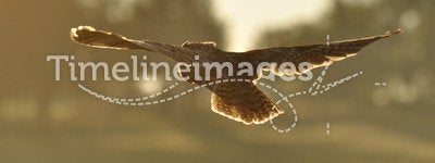 Flying long-eared owl