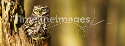 Little Owl in the forest