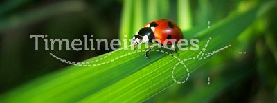 Red Ladybird on a grass