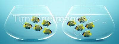 Two groups of angelfish in fishbowls