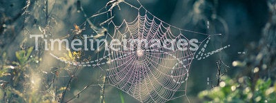 Spider web in Autumn