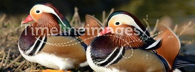 Male Mandarin Ducks