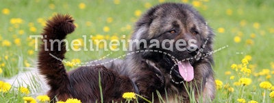 Dog and cat in flowers