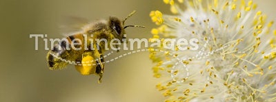 Bee Collecting Pollen. A Bee hovering while collecting pollen from Willow blossom. Hairs on Bee are covered in yellow pollen as are it's legs