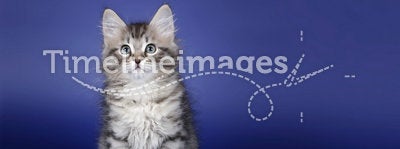 Small siberian kitten