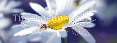 Ladybird on a daisy