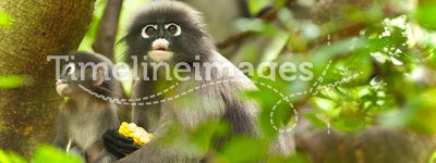 Monkey (presbytis obscura reid)