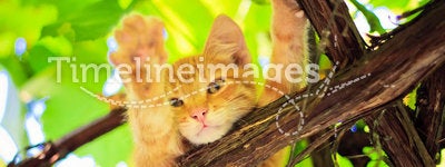 Young kitten sitting on branch