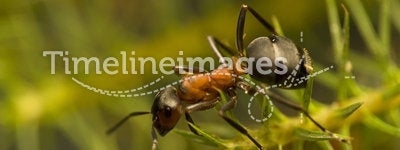 Ant - Formica rufa