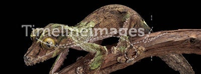 Camouflaged Gecko