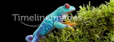 Red-eyed tree frog on mossy branch