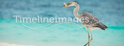 Egret with fish in beak