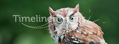 Screech owl on fence post