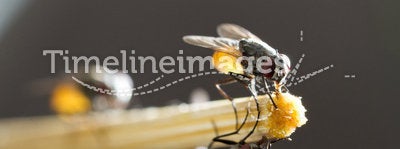 Flies hold on bamboo chopstick