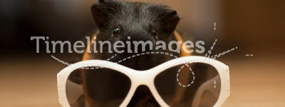 Guinea pig with glasses