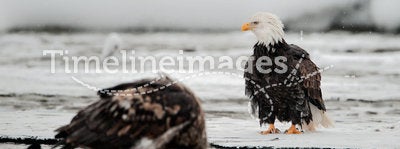 Feeding of Bald eagles (Haliaeetus leucocephalus)