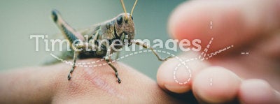 Cricket insect