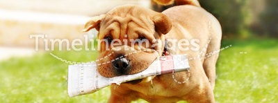 Shar Pei dog with newspapers