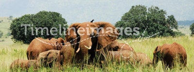 Herd of elephants, Kidepo Valley NP (Uganda)
