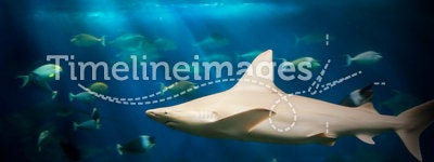 Shark Under Water