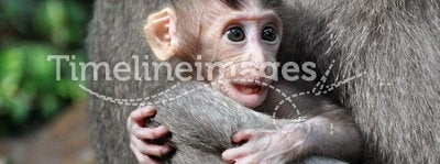 Monkey baby Macaca. Bali, Indonesia.