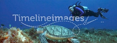 Hawksbill Turtle and Scuba Diver