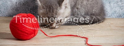Kitten and red thread ball