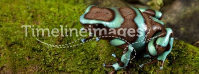 Poison dart frog dendrobates auratus