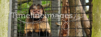 Caged Primate