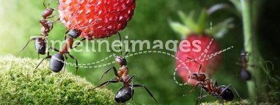 Team of ants picking wild strawberry, teamwork