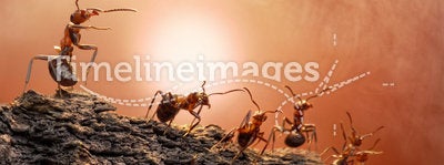 Defence of great wall, ants wars