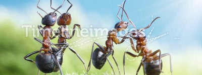 Ants dancing under the sun