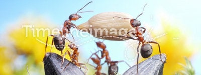 Team of ants harvesting sunflower crop, teamwork