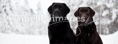 Black and Brown Labrador Retrievers